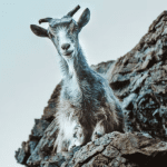 goat looking down from a rock